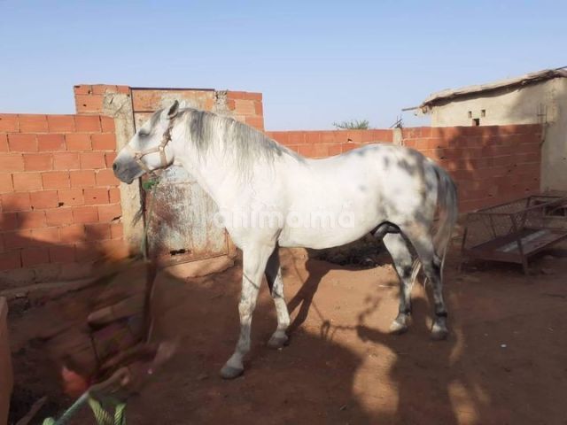 Animo - حصان للبيع 