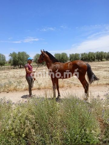 Animo - جدع للبيع سنان الحليب