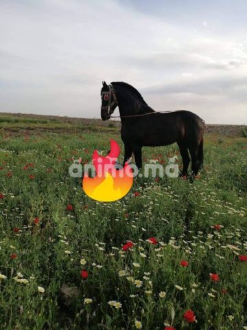 Animo - عود مشاء الله للبيع