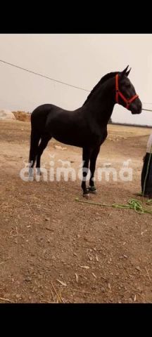 Animo - جدع ملكي إبن فحل مشهور  شاميخ