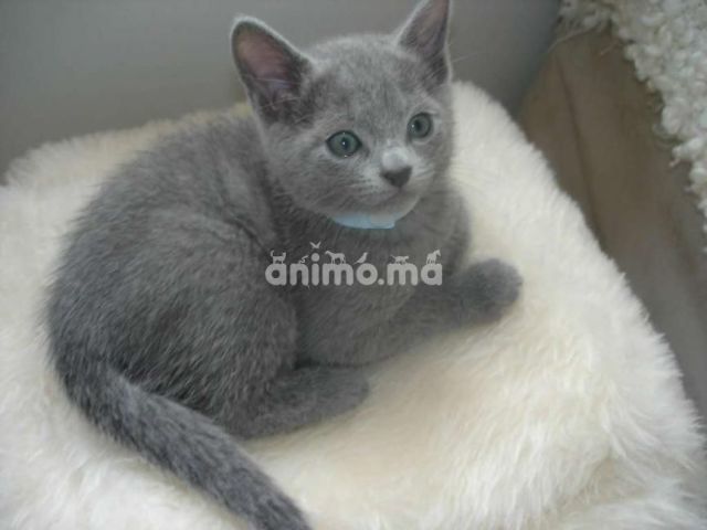 Animo - Bleu Russe Cat