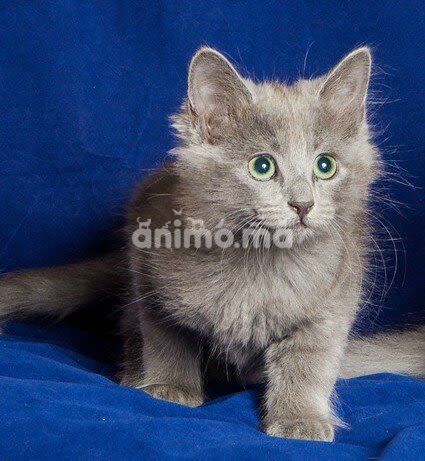 Animo - Nebelung Pure 