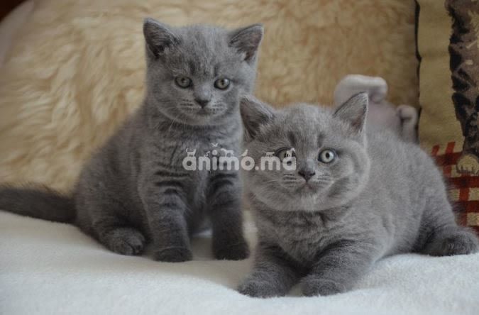 Animo - British shorthair 