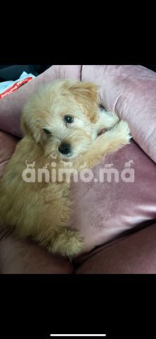 Animo - bichon perdu