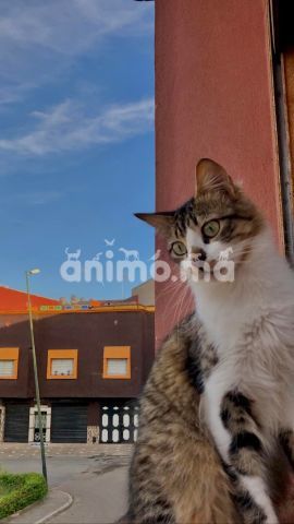 Animo - besoin d’une famille pour adopter ce chat Animo - besoin d’une famille pour adopter ce chat