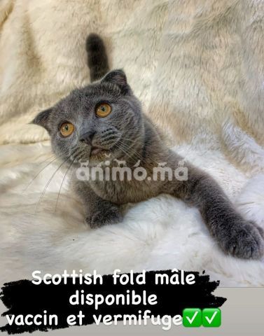 Animo - Scottish fold ( male )