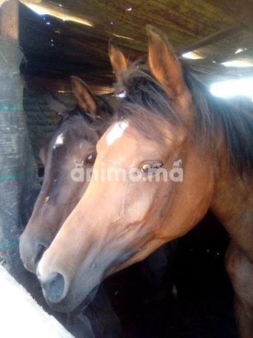 Animo -  عودات بيرسا عرب للبيع