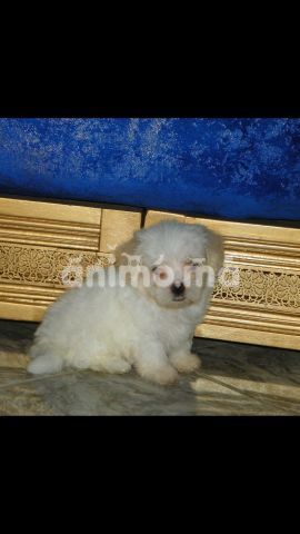 Animo - chiot bichon 