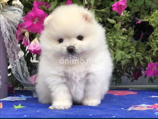 Animo - Spitz hyper nain blanc  male et femelle