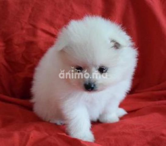 Animo - Spitz nain pomeranian  une femelle 