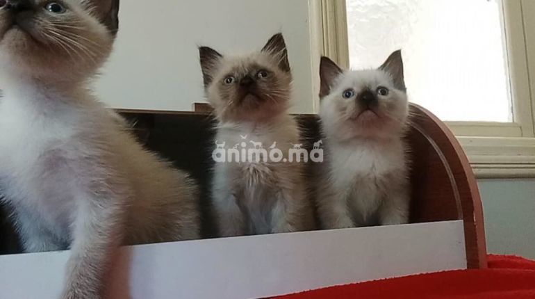 Animo - Petits chatons siamois mâle et female 