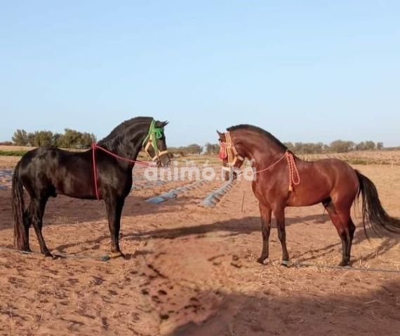 Animo - جدوعة  للبيع