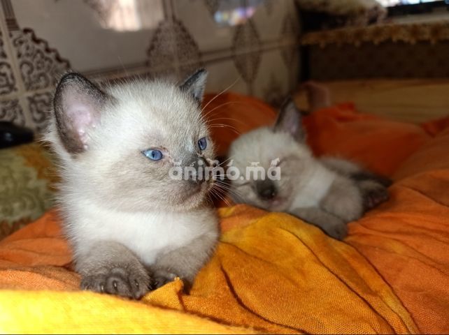 Animo - chat siamois Animo - chat siamois
