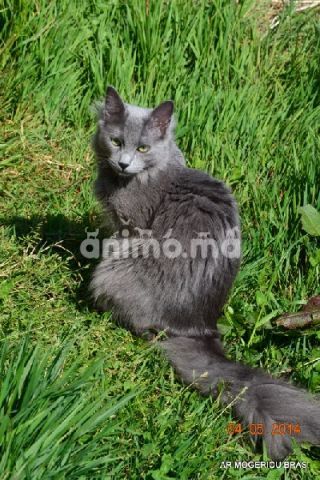 Animo - Nebelung