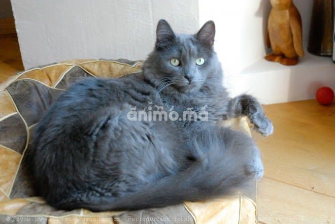 Animo - Nebelung pure 