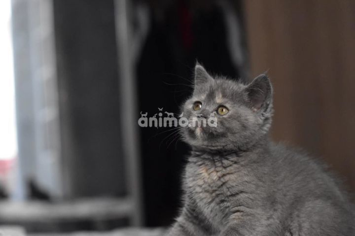 Animo - Magnifique femelle British shorthair 