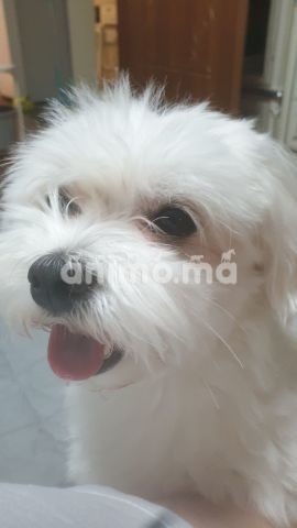 Animo - Chien bichon maltais 