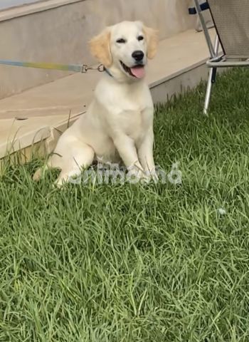 Animo - Magnifique Golden Retriever 