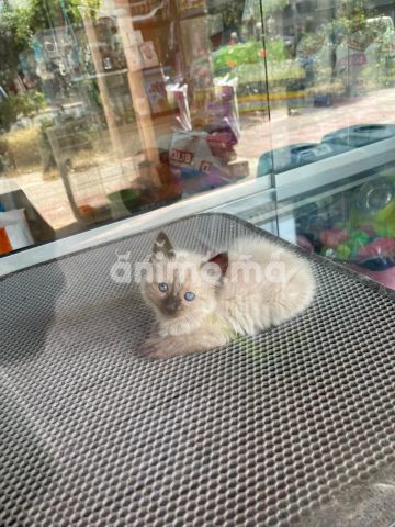 Animo - Mâle et femelle siamois poil long