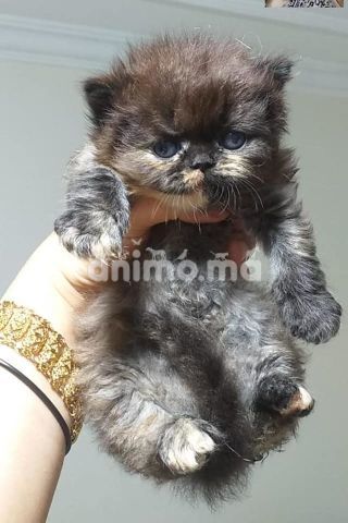 Animo - Chatons persan male et femelle disponible 