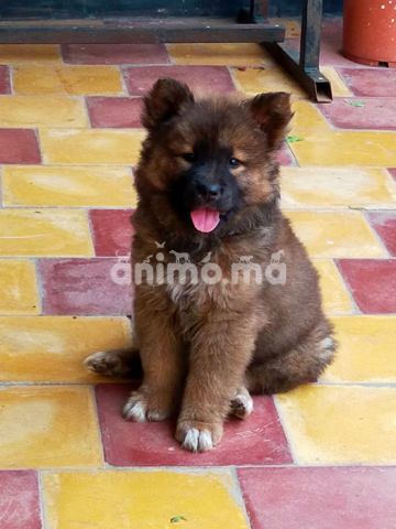 Animo -  Chiot eurasier femell vaccine et vermifugé