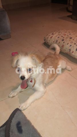 Animo - 4 MOIS FEMELLE