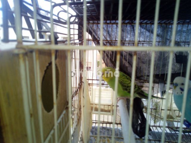 Animo - Canari oiseau chnaber