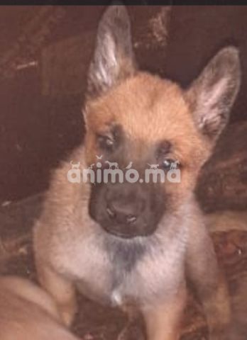 Animo - Chiot malinoi 2mois