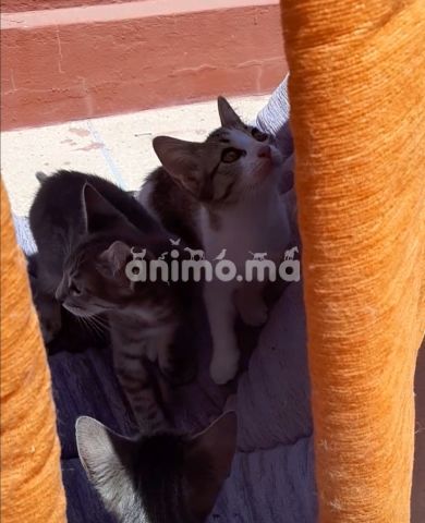 Animo - Chaton à adopter 