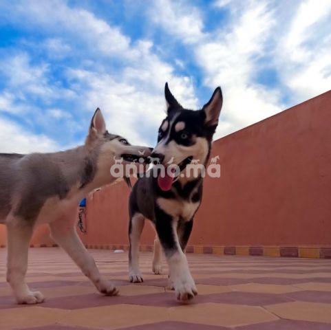 Animo - Chiens Husky pure race