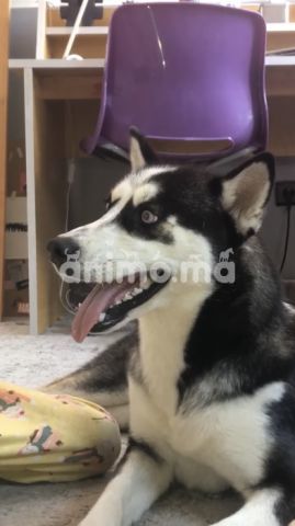 Animo - Husky sibérien femelle