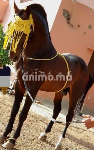 Animo - جدع للبيع رباعي