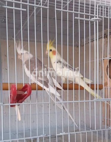 Animo - كوبل للبيع