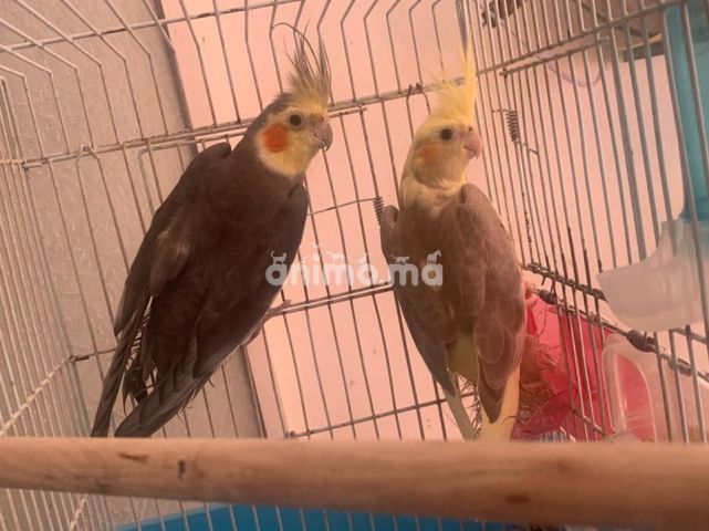 Animo - كوبلات كوكتيل للبيع 