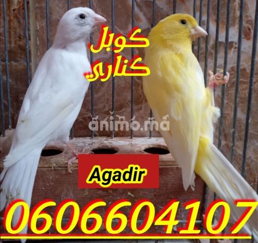 Animo - كوبل كناري في صحة جيدة