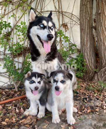 Animo -  2 bébés husky sibérien mâles