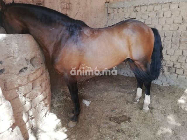 Animo - للبيع 12سنة عندو أوراق 