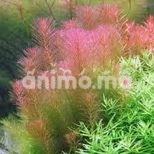 Animo - Nouveau arrivage plante