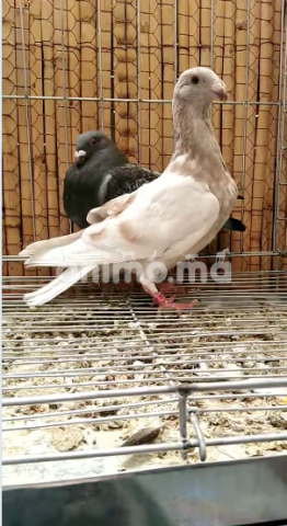 Animo - شنابر خينسي للبيع