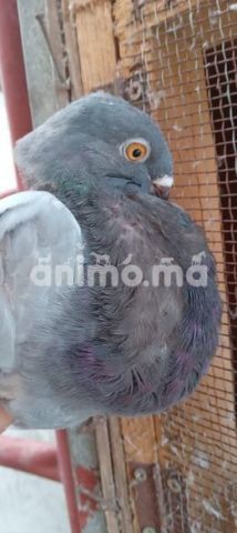 Animo - أنثى كناريو