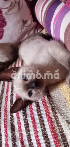 Animo - Chatons siamois pure race