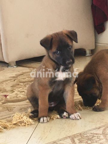 Animo - 3 chiens malinois 