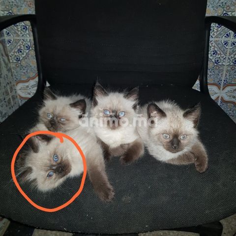 Animo - Siamois himalaya