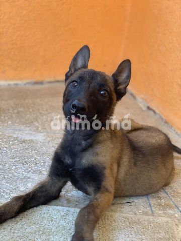 Animo - Petite malinois