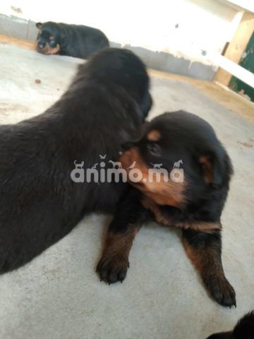 Animo - Chiots Rottweiler 