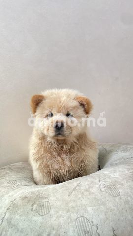 Animo - chiot femelle chow-chow