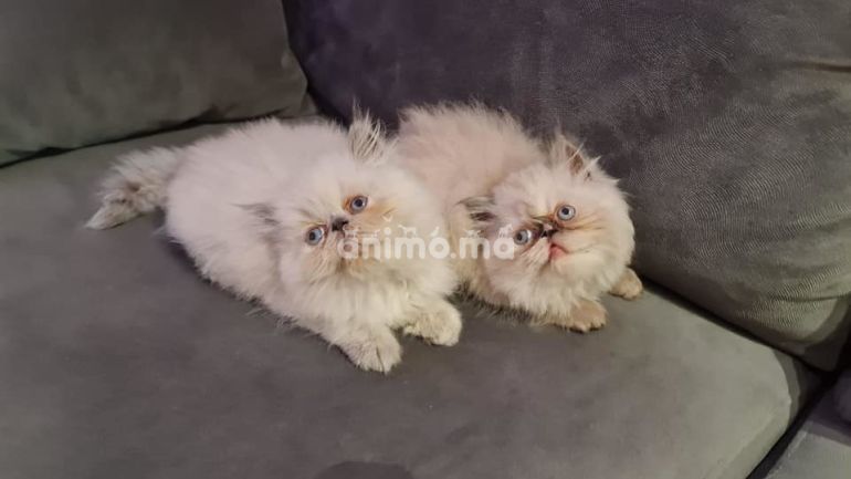Animo - chaton persan pure