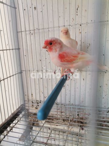 Animo - Gog joigat mozik red