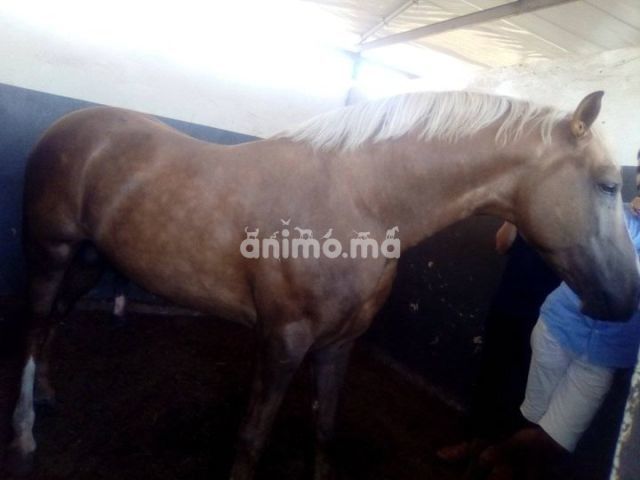 Animo - للبيع 5 سنوات عندو  أوراق 