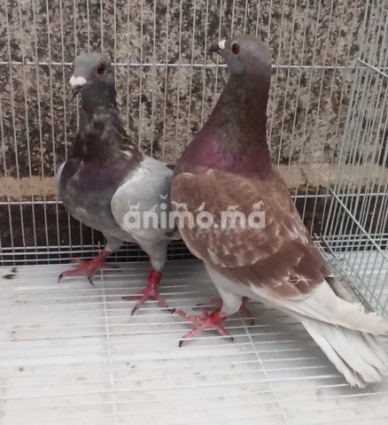 Animo - بياسات زاجل